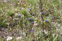 Gentiana utriculosa (Gentiana utriculosa)