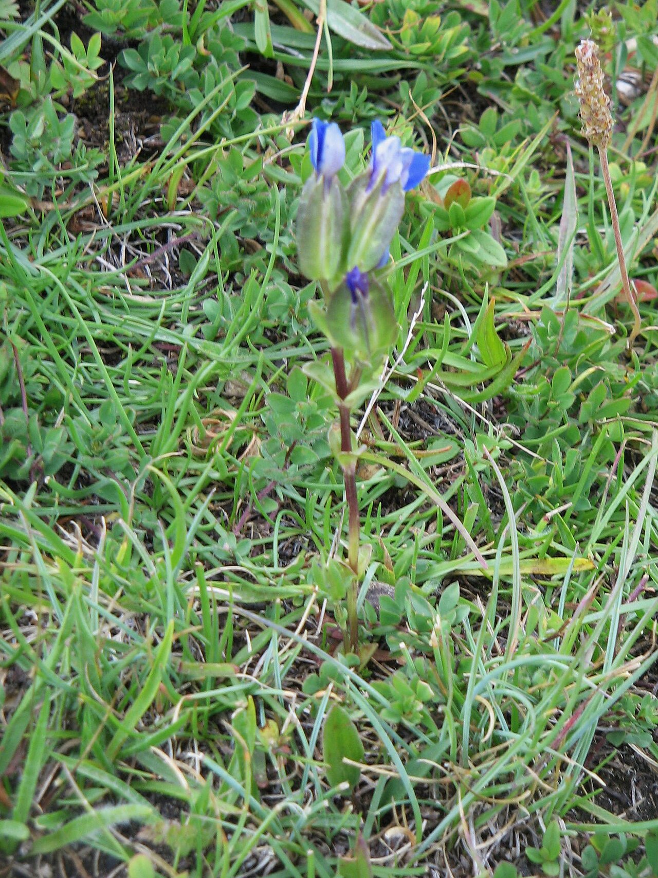 Gentiana utriculosa: Gentiana utriculosa