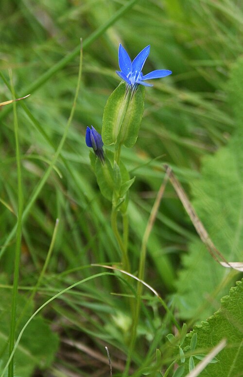 Gentiana utriculosa: Schlauch-Enzian ( Gentiana utriculosa ), Enziangewächse (Gentianaceae) - Slowenien/Slovenija/Slovenia: Primorska, "Schmetterlingstal" NNW Praproče