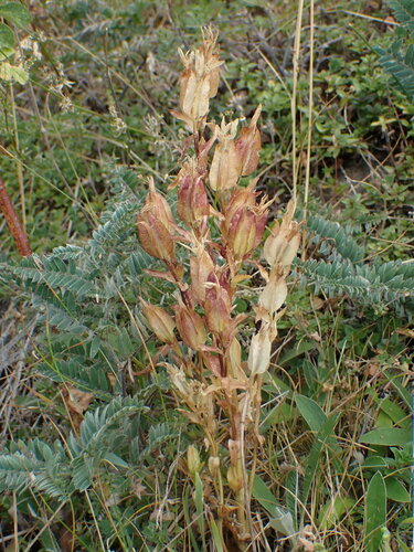 Gentiana utriculosa (Gentiana utriculosa)