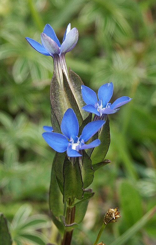 Gentiana utriculosa: Gentiana utriculosa , Tannheimer Berge, Austria