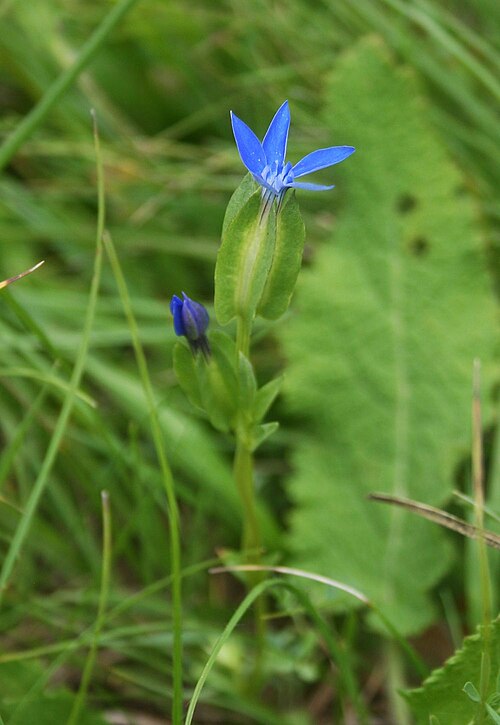 Gentiana utriculosa: Schlauch-Enzian ( Gentiana utriculosa ), Enziangewächse (Gentianaceae) - Slowenien/Slovenija/Slovenia: Primorska, "Schmetterlingstal" NNW Praproče