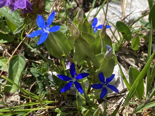 Gentiana utriculosa (Gentiana utriculosa)