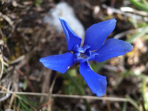 Spring gentian (Gentiana verna)