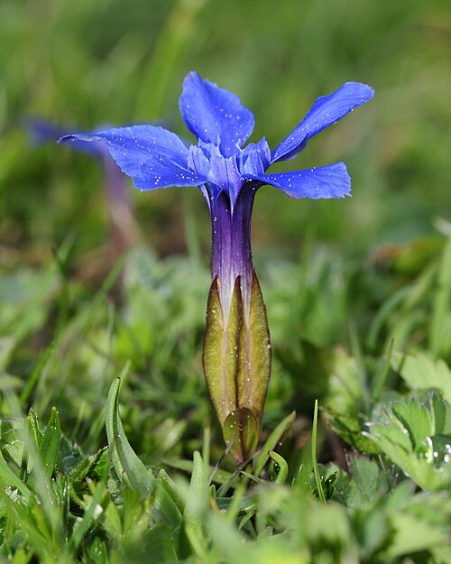 Spring gentian: Please report references to spam@lagrada.de .