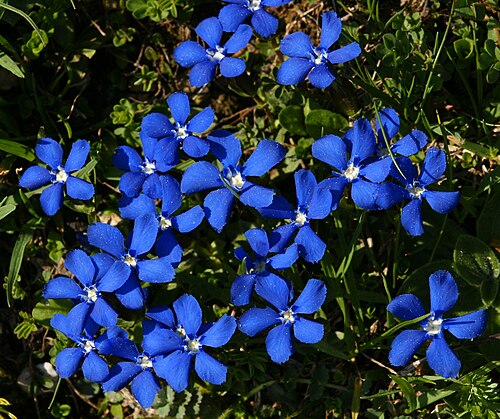 Spring gentian: The Spring Gentian (Gentiana verna) is a species of the genus Gentiana and one of its smallest members, normally only growing to a height of a few centimetres.