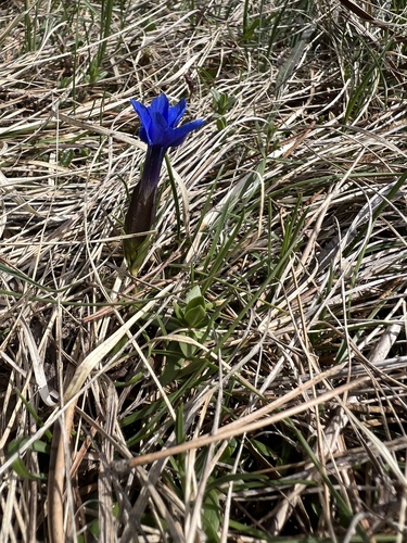 Spring gentian (Gentiana verna)
