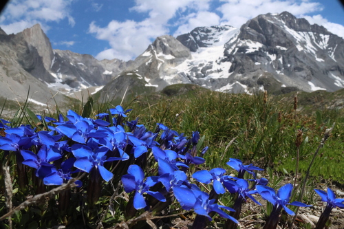 Spring gentian (Gentiana verna)