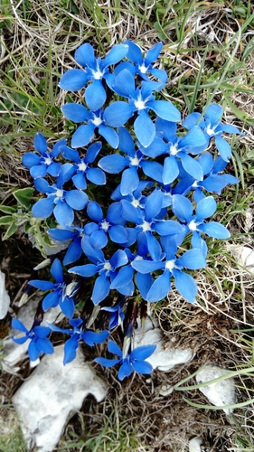 Spring gentian (Gentiana verna)