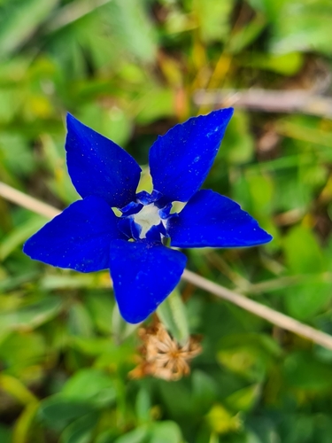 Spring gentian