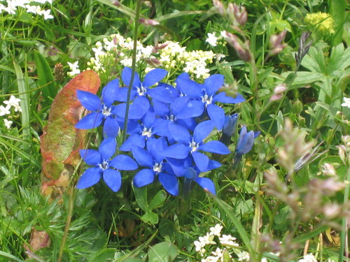 Spring gentian (Gentiana verna)