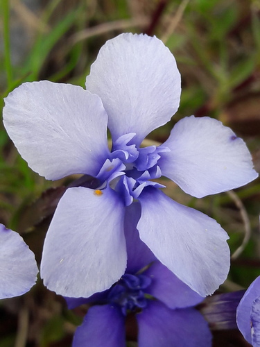 Spring gentian (Gentiana verna)