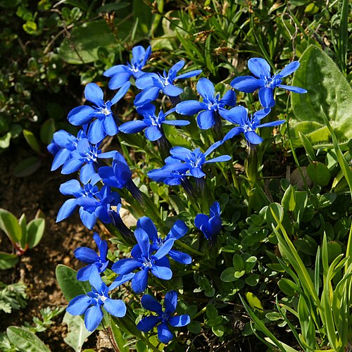 Spring gentian: The Spring Gentian (Gentiana verna) is a species of the genus Gentiana and one of its smallest members, normally only growing to a height of a few centimetres.