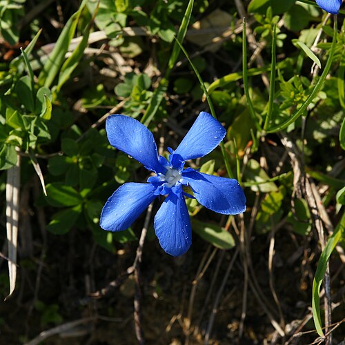 Spring gentian: The Spring Gentian (Gentiana verna) is a species of the genus Gentiana and one of its smallest members, normally only growing to a height of a few centimetres.