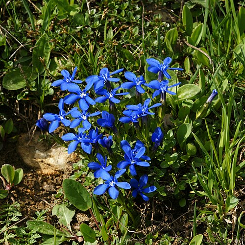 Spring gentian: The Spring Gentian (Gentiana verna) is a species of the genus Gentiana and one of its smallest members, normally only growing to a height of a few centimetres.
