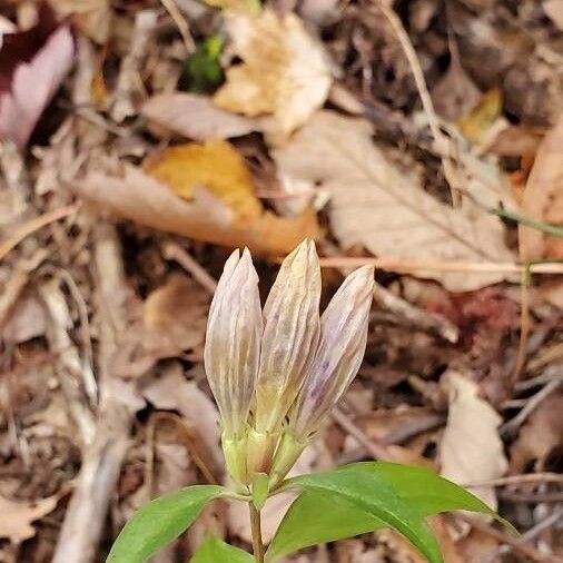 Striped gentian (Gentiana villosa)