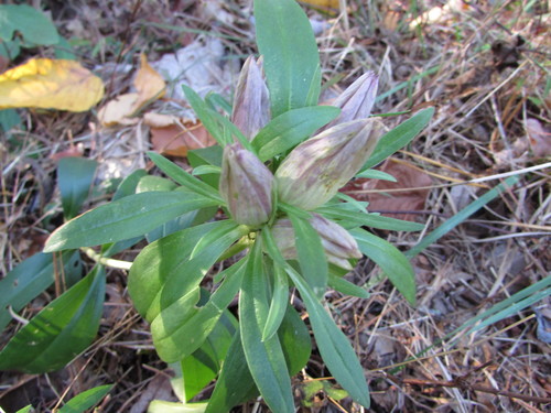 Striped gentian (Gentiana villosa)