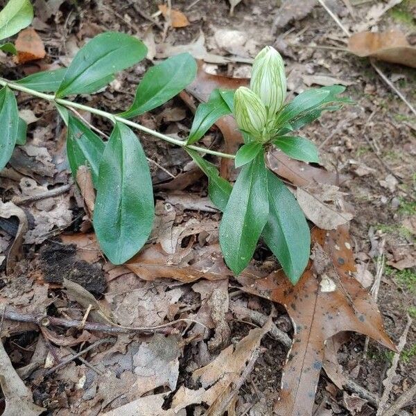 Striped gentian (Gentiana villosa)