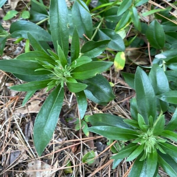 Striped gentian (Gentiana villosa)
