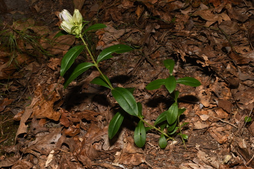 Striped gentian (Gentiana villosa)