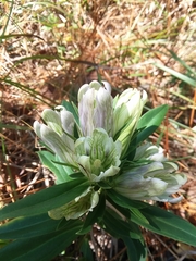 Striped gentian (Gentiana villosa)
