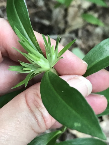 Striped gentian (Gentiana villosa)