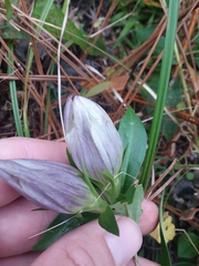 Striped gentian (Gentiana villosa)