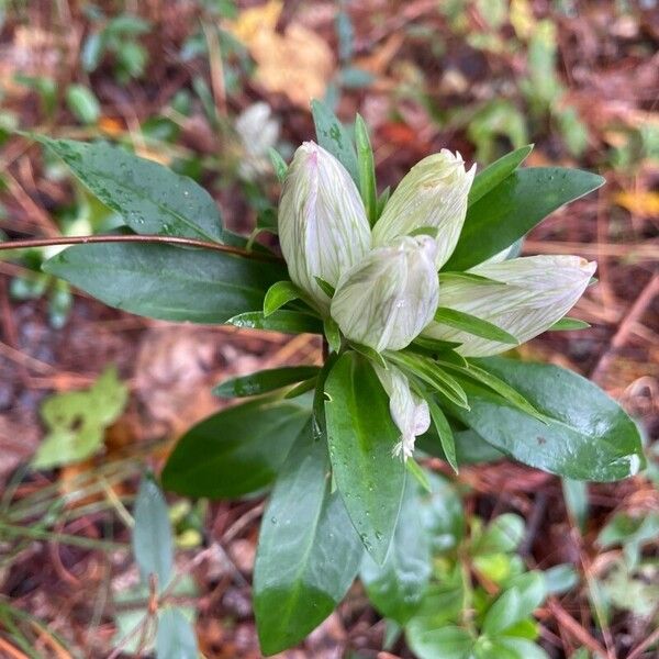 Striped gentian (Gentiana villosa)