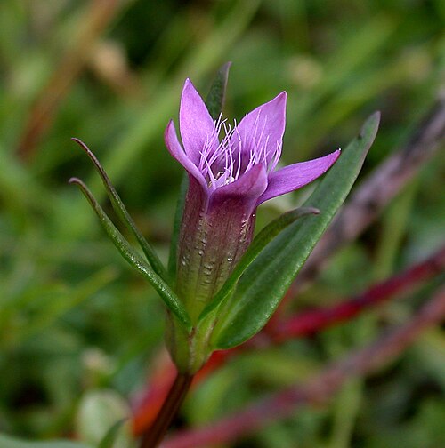 Autumn dwarf gentian: Oxwich West Glamorgan