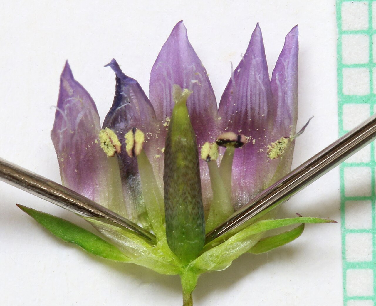 Autumn dwarf gentian: Autumn dwarf gentian (Gentianella heterosepala syn. Gentianella amarella ssp. heterosepala), Gentian family (Gentianaceae). Slopes of Mount Wolverine, Alta, Lit