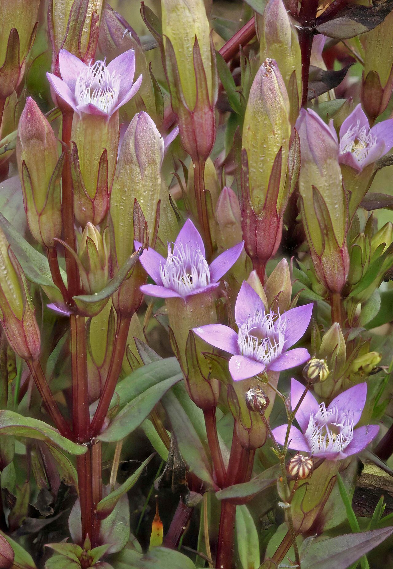 Autumn dwarf gentian: Species of plant