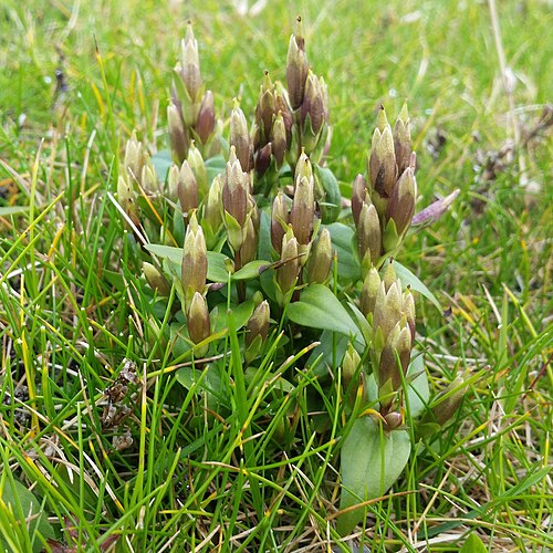 Autumn dwarf gentian: Autumn Gentian (Gentianella amarella), Easting