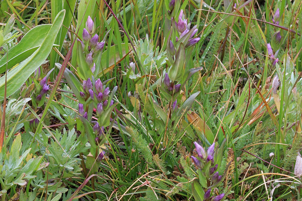 Autumn dwarf gentian: Autumn dwarf gentian (Gentianella heterosepala syn. Gentianella amarella ssp. heterosepala), Gentian family (Gentianaceae). Slopes of Mount Wolverine, Alta, Lit