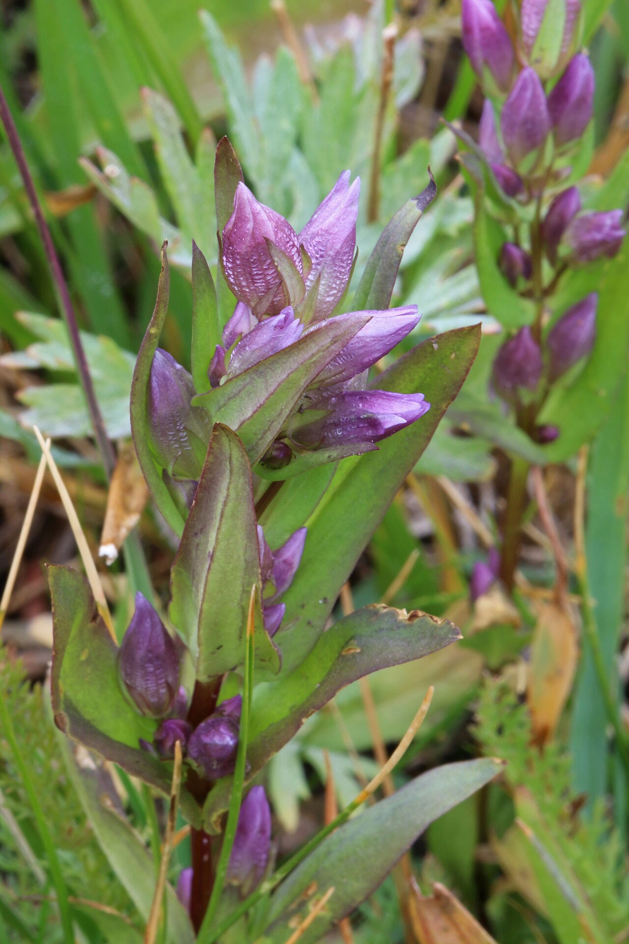 Autumn dwarf gentian: Autumn dwarf gentian (Gentianella heterosepala syn. Gentianella amarella ssp. heterosepala), Gentian family (Gentianaceae). Slopes of Mount Wolverine, Alta, Lit