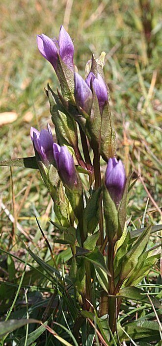 Autumn dwarf gentian: Autumn Gentian (Gentianella amarella) Also known as Felwort. An infusion of its powdered roots was used to treat various ailments including worms, kidney stones
