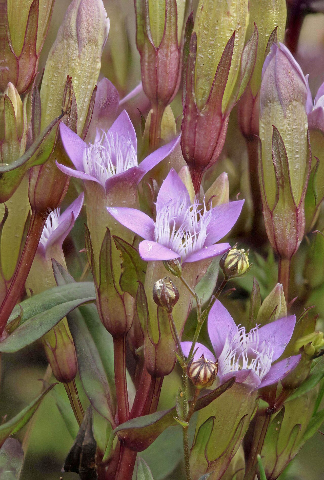 Autumn dwarf gentian: Species of plant