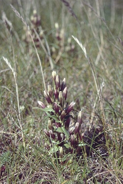 Autumn dwarf gentian: Autumn Gentian (Gentianella amarella), Skeo Taing