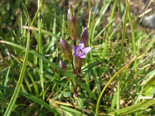 Autumn dwarf gentian (Gentianella amarella)
