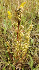 Autumn dwarf gentian (Gentianella amarella)