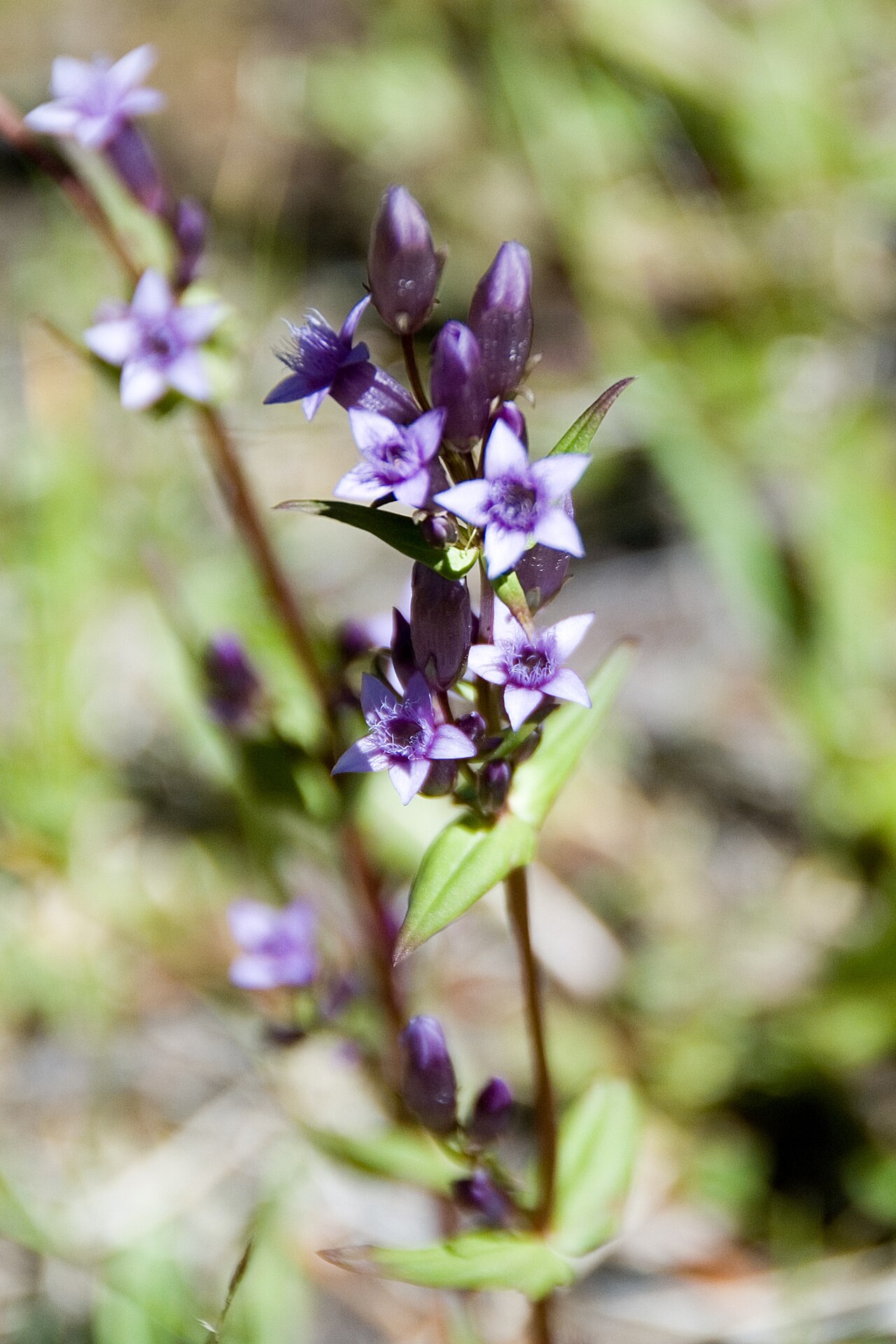 Autumn dwarf gentian: dwarf gentian Gentiana amarella