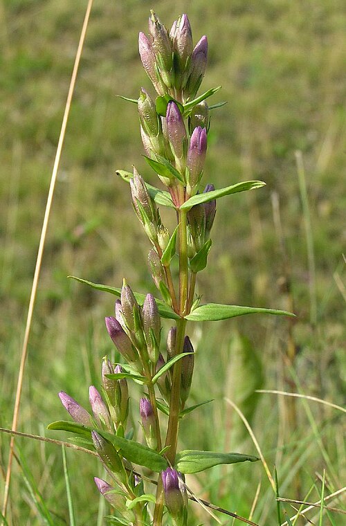 Autumn dwarf gentian: Gentianella amarella (sv: ängsgentiana), road ditch S of Ulricehamnsrondellen, Falköping, Sweden