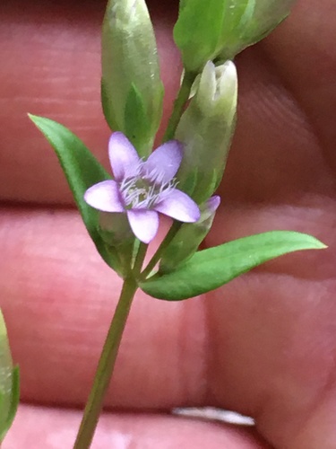 Autumn dwarf gentian (Gentianella amarella)