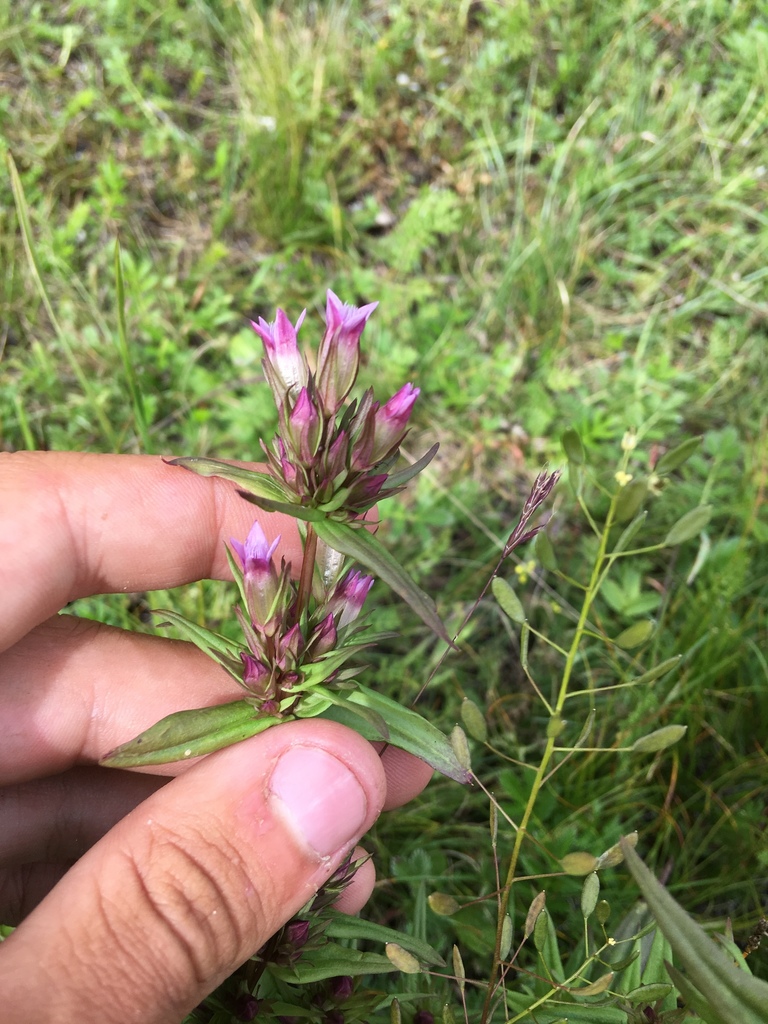 Autumn dwarf gentian (Gentianella amarella)
