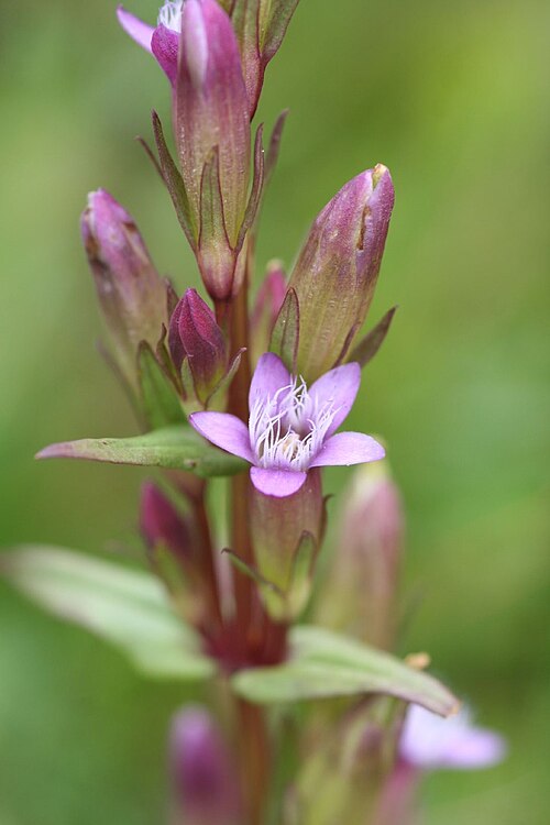 Autumn dwarf gentian: Gentianella amarella|Autumn Gentian
