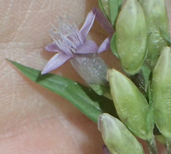 Autumn dwarf gentian (Gentianella amarella)