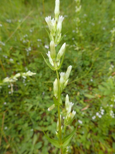Autumn dwarf gentian (Gentianella amarella)