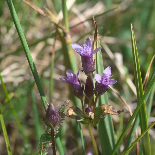 Autumn dwarf gentian (Gentianella amarella)