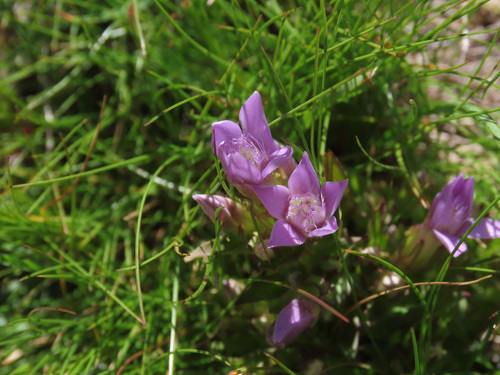 Gentianella anisodonta (Gentianella anisodonta)