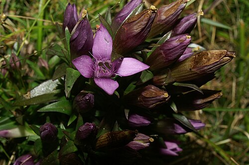 Gentianella anisodonta: Čašasti sviščevec v Podkraju.