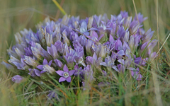 Gentianella anisodonta (Gentianella anisodonta)